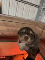 Cowboy , a male Australian Shepherd for sale in Winchester, TN – Photo 3 of 6