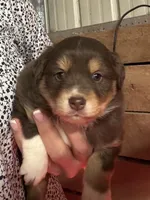 Cowboy , a male Australian Shepherd for sale in Winchester, TN – Photo 1 of 6