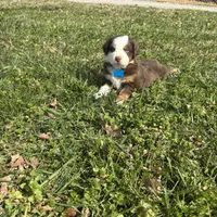 Light Blue , a female Miniature Australian Shepherd for sale in Winchester, TN – Photo 5 of 7