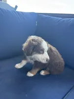 Light Blue , a female Miniature Australian Shepherd for sale in Winchester, TN – Photo 2 of 7