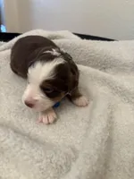 Light Blue , a female Miniature Australian Shepherd for sale in Winchester, TN – Photo 1 of 2