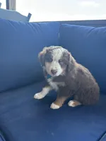 Light Blue , a female Miniature Australian Shepherd for sale in Winchester, TN – Photo 3 of 7