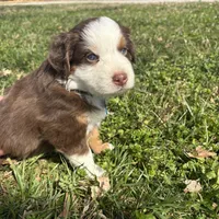 Light Blue , a female Miniature Australian Shepherd for sale in Winchester, TN – Photo 4 of 7