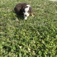 Light Blue , a female Miniature Australian Shepherd for sale in Winchester, TN – Photo 7 of 7