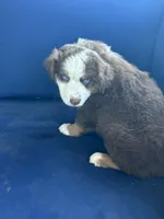 Light Blue , a female Miniature Australian Shepherd for sale in Winchester, TN – Photo 1 of 7