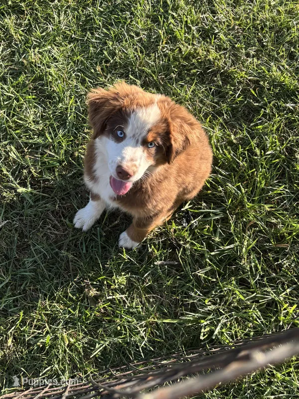 Light Blue  – Miniature Australian Shepherd puppy on hold in Winchester, TN