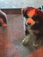 Light Blue , a female Miniature Australian Shepherd for sale in Winchester, TN – Photo 6 of 7