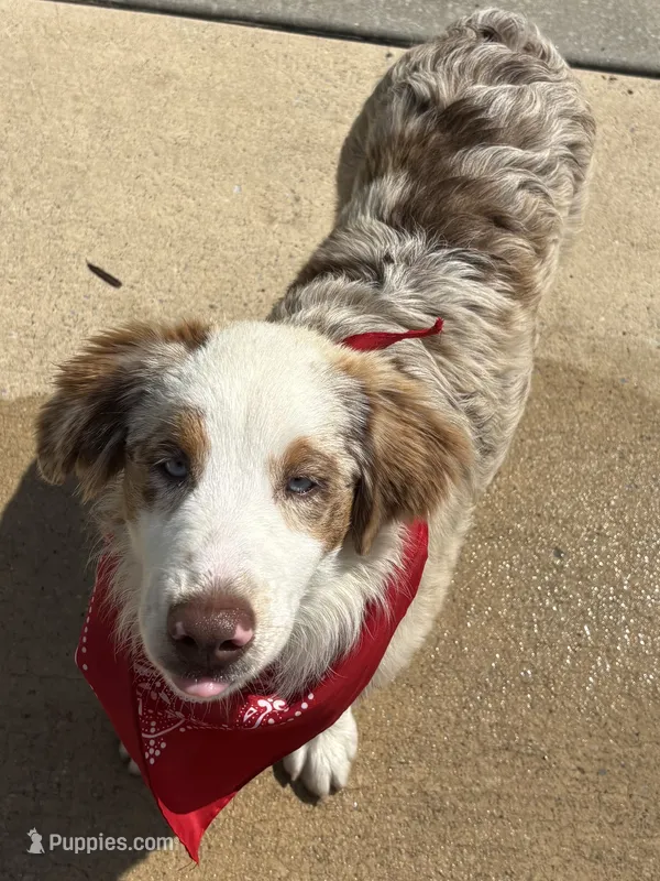 Black – Miniature Australian Shepherd puppy for sale in Winchester, TN