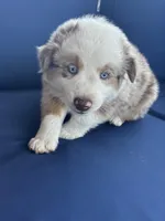 Gray, a male Miniature Australian Shepherd for sale in Winchester, TN – Photo 4 of 8