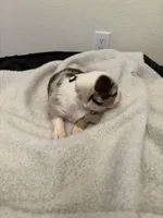 Gray, a male Miniature Australian Shepherd for sale in Winchester, TN – Photo 3 of 3