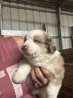 Gray, a male Miniature Australian Shepherd for sale in Winchester, TN – Photo 8 of 8