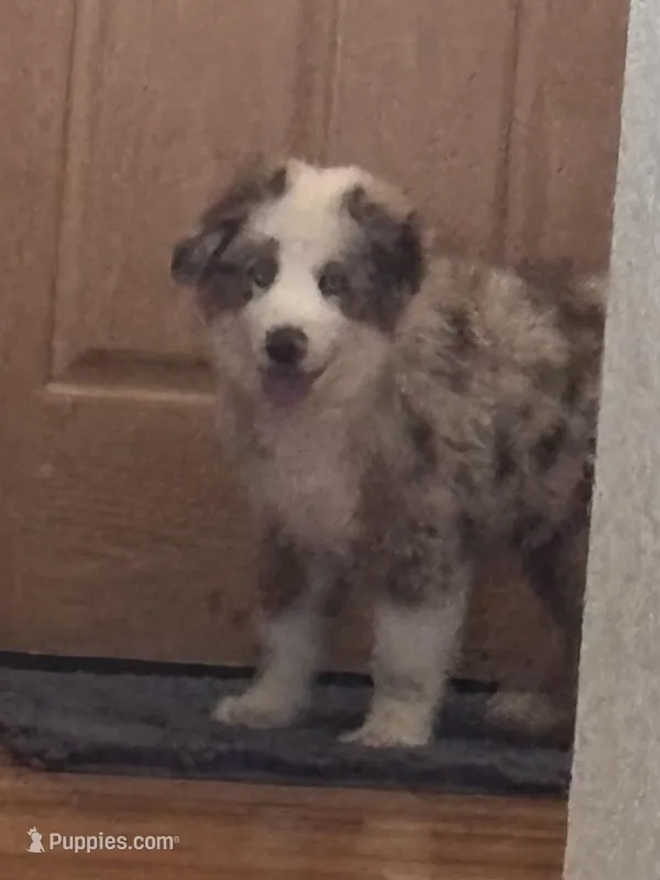 Gray – Miniature Australian Shepherd puppy for sale in Winchester, TN