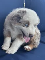 Gray, a male Miniature Australian Shepherd for sale in Winchester, TN – Photo 2 of 8