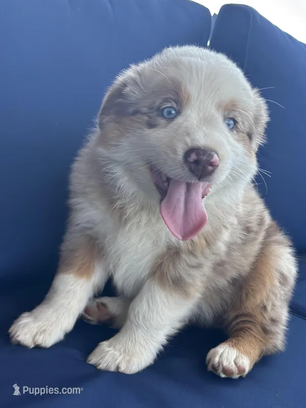 Gray – Miniature Australian Shepherd puppy for sale in Winchester, TN