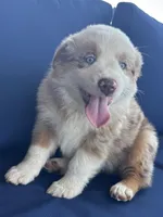 Gray, a male Miniature Australian Shepherd for sale in Winchester, TN – Photo 1 of 8