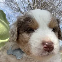 Gray, a male Miniature Australian Shepherd for sale in Winchester, TN – Photo 6 of 8