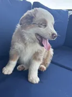 Gray, a male Miniature Australian Shepherd for sale in Winchester, TN – Photo 3 of 8