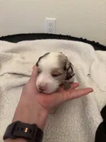 Gray, a male Miniature Australian Shepherd for sale in Winchester, TN – Photo 1 of 3