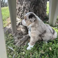 Gray, a male Miniature Australian Shepherd for sale in Winchester, TN – Photo 5 of 8