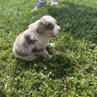 Gray, a male Miniature Australian Shepherd for sale in Winchester, TN – Photo 7 of 8