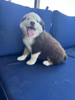 Red, a female Miniature Australian Shepherd for sale in Winchester, TN – Photo 5 of 8