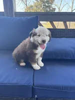 Red, a female Miniature Australian Shepherd for sale in Winchester, TN – Photo 8 of 8