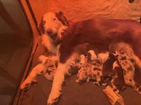 Red, a female Miniature Australian Shepherd for sale in Winchester, TN – Photo 3 of 4