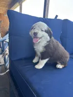 Red, a female Miniature Australian Shepherd for sale in Winchester, TN – Photo 4 of 8