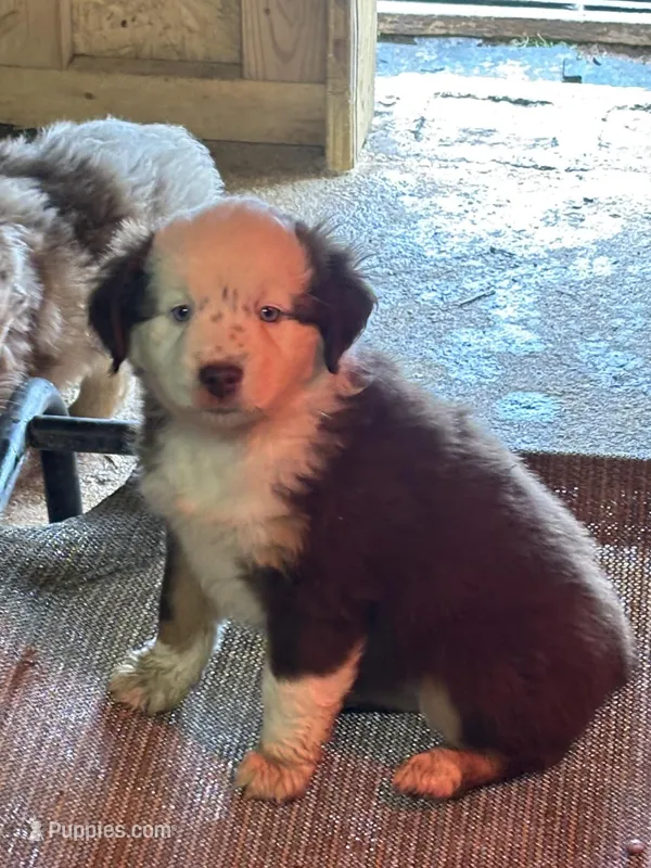 Red – Miniature Australian Shepherd puppy for sale in Winchester, TN