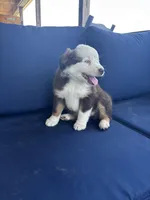 Red, a female Miniature Australian Shepherd for sale in Winchester, TN – Photo 6 of 8