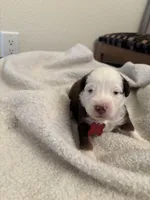 Red, a female Miniature Australian Shepherd for sale in Winchester, TN – Photo 2 of 4