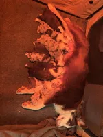 Red, a female Miniature Australian Shepherd for sale in Winchester, TN – Photo 4 of 4