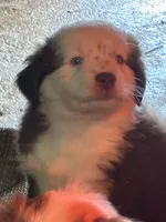 Red, a female Miniature Australian Shepherd for sale in Winchester, TN – Photo 2 of 8