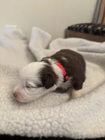 Red, a female Miniature Australian Shepherd for sale in Winchester, TN – Photo 1 of 4