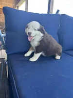 Red, a female Miniature Australian Shepherd for sale in Winchester, TN – Photo 3 of 8