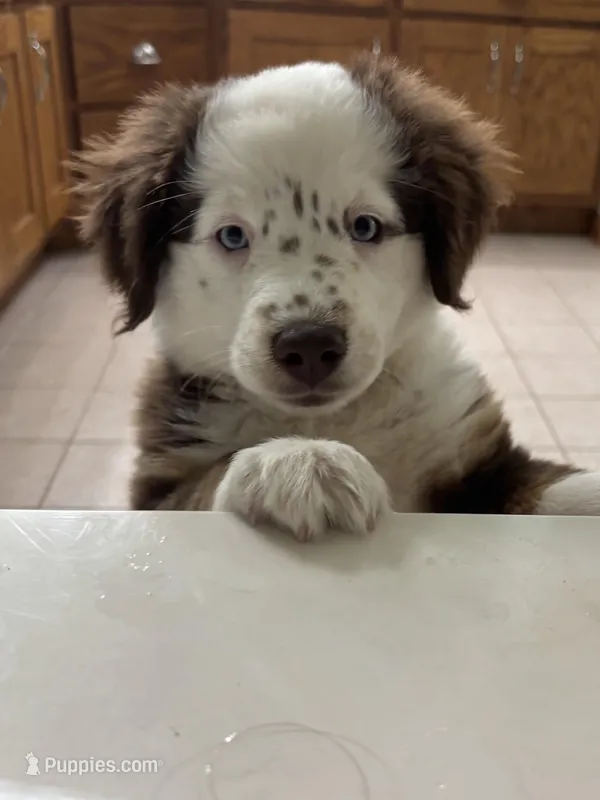 Red – Miniature Australian Shepherd puppy for sale in Winchester, TN