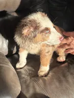 Roxy, a female Miniature Australian Shepherd for sale in Winchester, TN – Photo 6 of 9