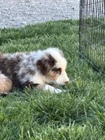 Roxy, a female Miniature Australian Shepherd for sale in Winchester, TN – Photo 4 of 9