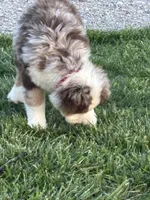 Roxy, a female Miniature Australian Shepherd for sale in Winchester, TN – Photo 2 of 9