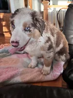 Roxy, a female Miniature Australian Shepherd for sale in Winchester, TN – Photo 1 of 9