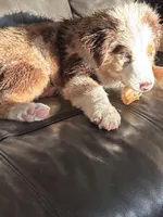 Roxy, a female Miniature Australian Shepherd for sale in Winchester, TN – Photo 5 of 9