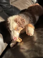 Roxy, a female Miniature Australian Shepherd for sale in Winchester, TN – Photo 8 of 9