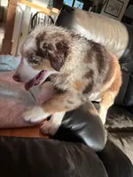 Roxy, a female Miniature Australian Shepherd for sale in Winchester, TN – Photo 7 of 9