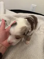 Vanilla , a male Miniature Australian Shepherd for sale in Winchester, TN – Photo 1 of 4