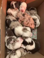 Vanilla , a male Miniature Australian Shepherd for sale in Winchester, TN – Photo 3 of 4