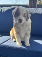 Green Kimber's, a male Miniature Australian Shepherd for sale in Winchester, TN – Photo 2 of 10