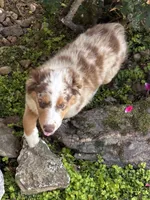 Green Kimber's, a male Miniature Australian Shepherd for sale in Winchester, TN – 6 of 7