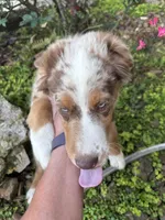 Green Kimber's, a male Miniature Australian Shepherd for sale in Winchester, TN – 7 of 7