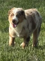 Green Kimber's, a male Miniature Australian Shepherd for sale in Winchester, TN – 4 of 7