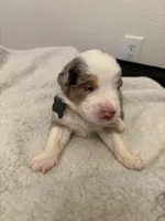 Green, a male Miniature Australian Shepherd for sale in Winchester, TN – Photo 2 of 2